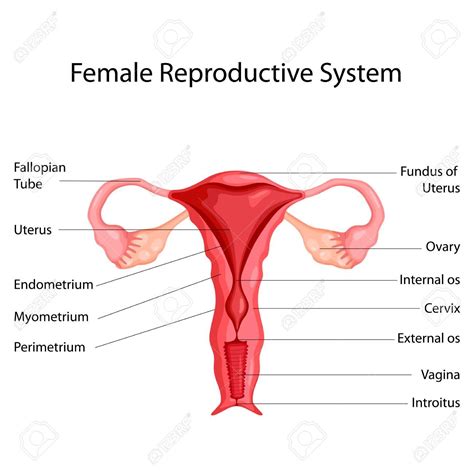 Find more on the female reproductive organs, the menstrual cycle, and more. Your Guide to the Female Reproductive System ...
