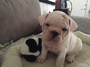 İzmir sahibinden ücretsiz veya satılık french bulldog ilanları ve french bulldog fiyatları hakkında bilgi alın, sahiplenme yapın. View Ad: English Bulldog-French Bulldog Mix Puppy for Sale ...