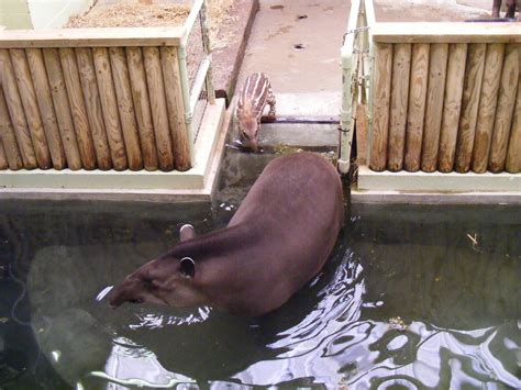 Nineteenth sunday in ordinary time b. Summer and Rio the Brazilian tapirs at Marwell Wildlife, 9 ...