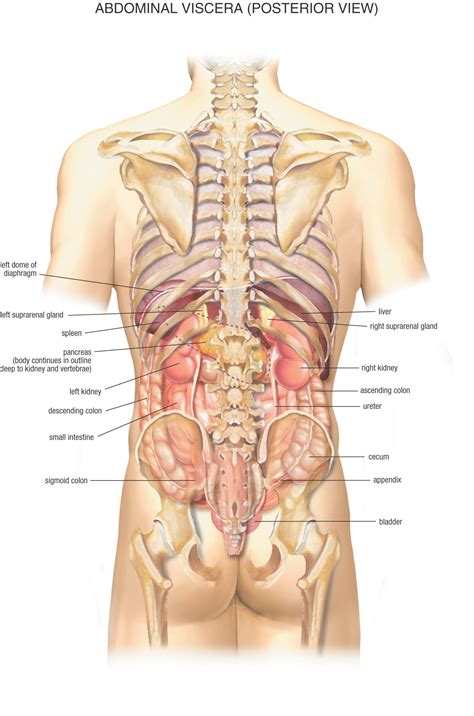 Female anatomy includes the external genitals, or the vulva, and the internal reproductive organs. Human Body Wallpapers (72+ images)