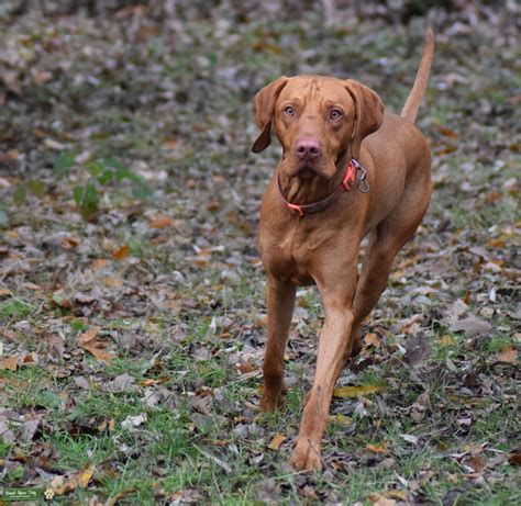 Hungarian (magyar nyelv ) is a uralic language of the ugric branch spoken in hungary and parts of outside hungary it is also spoken by communities of hungarians in the countries that today make up. Stud Dog - Russet Gold Hungarian Vizsla (excellent ...