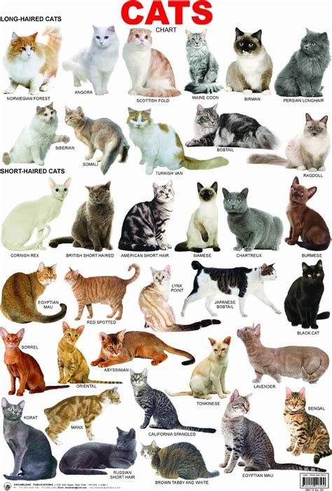 Even though they resembled a wild cat, they had no wild genes. Cat Breeds A Z With Pictures - Pets Lovers