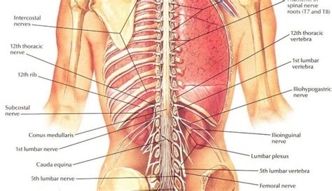 It protects the digestive and reproductive organs and the rectum. Human Body Organs Diagram From The Back | Human body ...