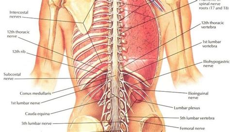 The major organs of the abdomen include the. Human Body Organs Diagram From The Back | Human body organs, Body organs diagram, Body organs