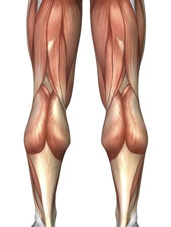 Start studying human a&p muscles. 'Diagram Illustrating Muscle Groups On Back of Human Legs' Photographic Print - Stocktrek Images ...