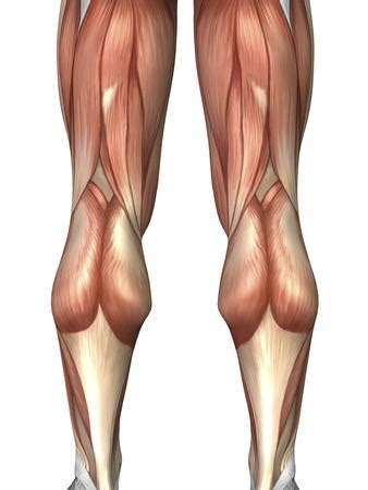 Do you know any quantitative characteristics of the human body? 'Diagram Illustrating Muscle Groups On Back of Human Legs' Photographic Print - Stocktrek Images ...