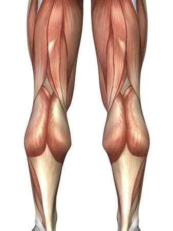 Each type of muscle tissue in the human body has a unique structure and a specific role. Diagram Illustrating Muscle Groups On Back of Human Legs Photographic Print by Stocktrek Images ...