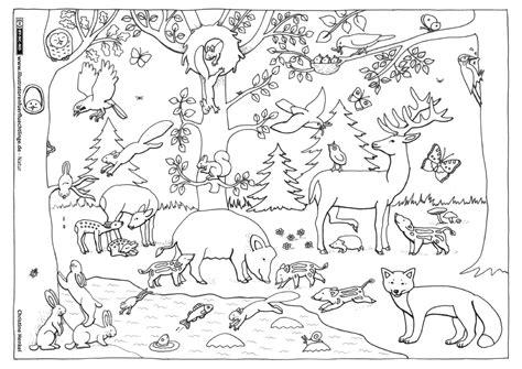 Unsere videos eigenen sich auch als malbuch für kindergarten. Wald Tiere | Malvorlagen tiere, Herbsttiere, Tiere des waldes