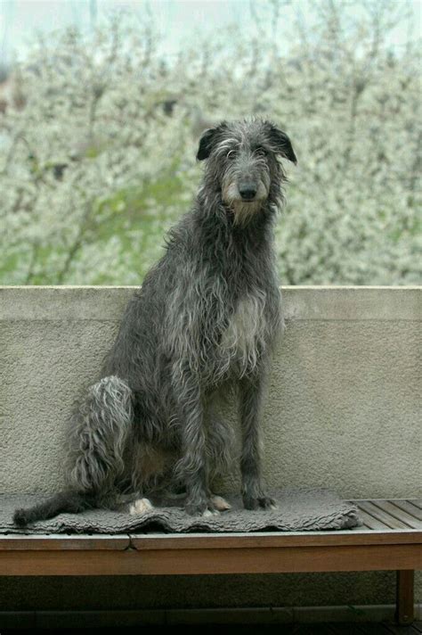 Scottish deerhound puppies can be hilariously chaotic. Scottish Deerhound | Scottish deerhound, Deerhound ...