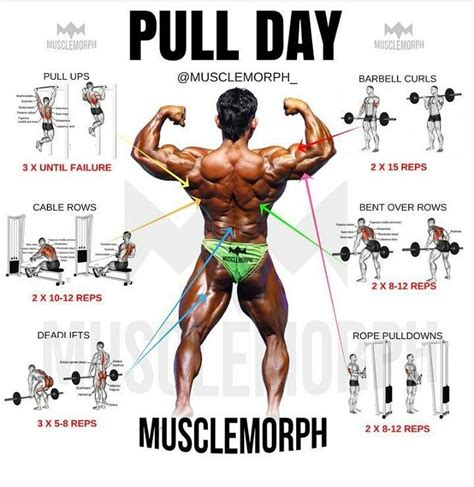 Why work your back and biceps together? pull day exercises - Weight easy loss - Fitness Lifestyle ...