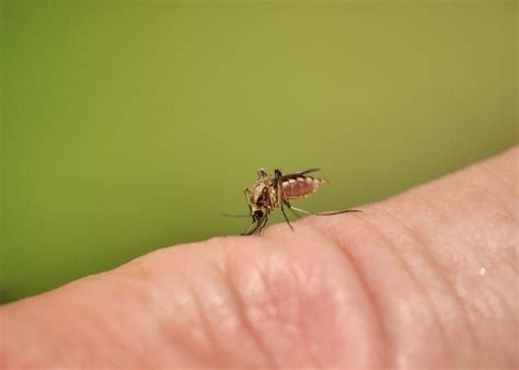 Muggen (nematocera) zijn een onderorde van vliegende insecten uit de orde der tweevleugeligen (diptera). Muggenbult behandeling: hoe behandel je een muggenbeet ...