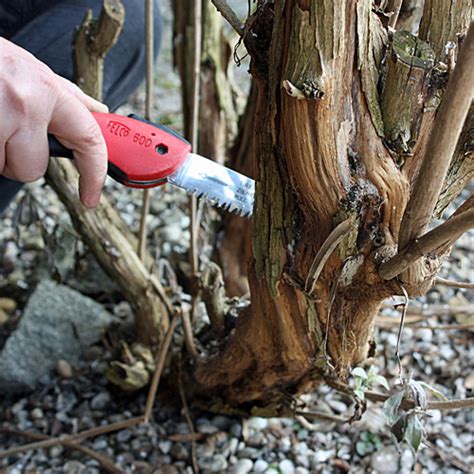 Um große blüten zu erzielen, werden alle triebe des vorjahres radikal bis auf kurze reststücke mit 1 bis 2 augen verschnitten. Sommerflieder pflanzen & pflegen » So geht es | Native Plants