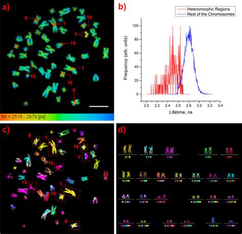 Chromosome 7 is used in this example. Identification of heteromorphic regions in chromosomes ...