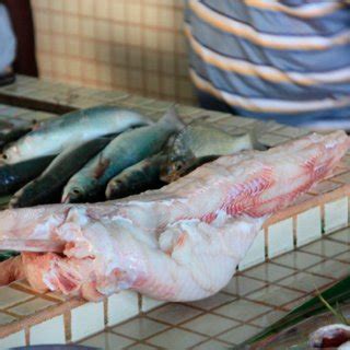 It is not a conditional allowance. Shark meat for sale in local fish market. | Download ...