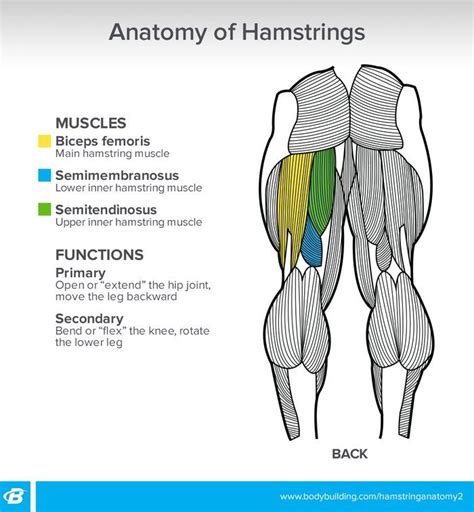 The muscles in the posterior compartment of the thigh are collectively known as the hamstrings. The Other Curl: Get The Most Out Of Your Hamstring ...