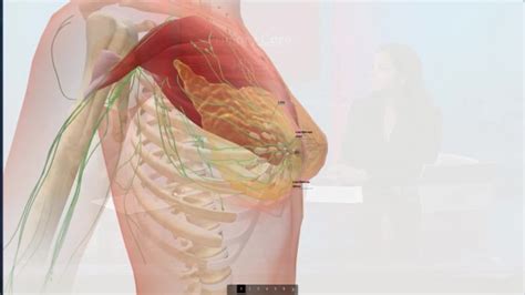 Reviewed by dr hayley willacy. Anatomy of the Breast - YouTube