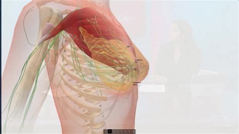 Breast shape varies among patients, but knowing and understanding the anatomy of the breast ensures safe surgical planning. Anatomy of the Breast - YouTube