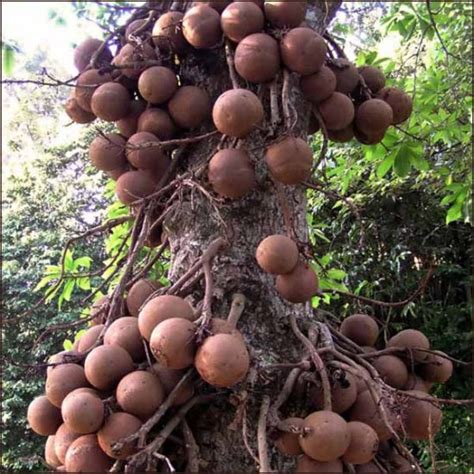 サガリバナ科の高木である ブラジルナッツノキの種子 であり、ブラジルの先住民により 古くから食用として 用いられてきたのがブラジルナッツです。. ブラジルナッツノキの種 - マルシェ青空