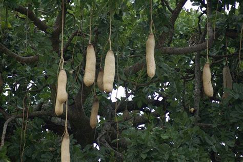 The marula tree, a member of the same family as the mango, grows widely in africa. Fruits of the African Sausage tree | Tree, Africa, African