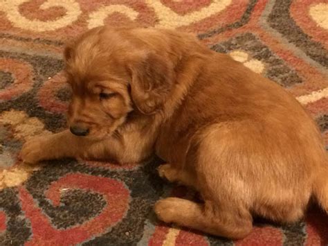 From their first breath and learning to walk, to teething and playtime. Irish Setter Puppies | Field of Dreams Farm