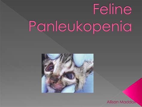 Possible side effects of the feline distemper vaccine include: PPT - Feline Panleukopenia PowerPoint Presentation, free ...