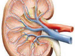 Correctly label the blood vessels of the kidney. 31 Kidney Diagram To Label - Labels Database 2020
