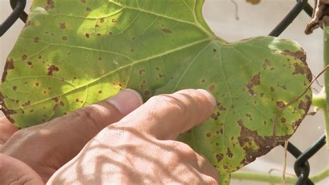 Pests and diseases on your treasured houseplants can be an incredibly stressful time. Bacterial Leaf Spot - This Week In the Garden - YouTube