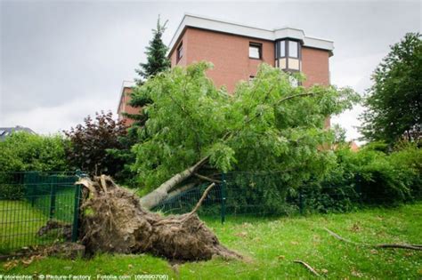 Zoologischer garten berlin aktie und aktueller aktienkurs. Sturmschäden, Baum entwurzelt, wer haftet wer zahlt ...