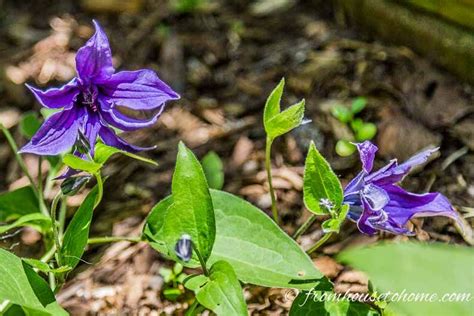 We did not find results for: Clematis Care: The Ultimate Guide To Planting, Growing and ...