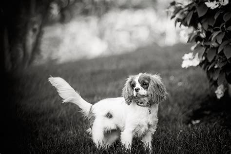 Knowing how to photograph pets is also a great way to practice for better photography in general. Black and White Dog Portraits for a VIP client in Far Hills