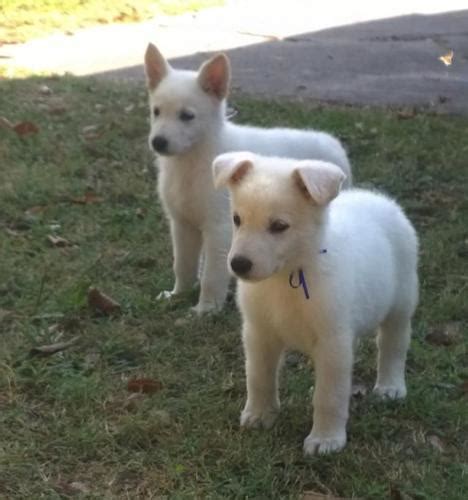 White shepherd puppies out of excellent working and champion dams. AKC White German Shepherd Puppies for Sale in Kansas City ...