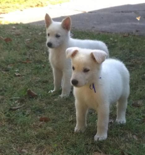 The white german shepherd is a type of german shepherd characterized by the white coat originating from germany and later on bred in the as these dogs are relatively rare, breeders can charge more for a white german shepherd puppy. AKC White German Shepherd Puppies for Sale in Little Rock, Arkansas Classified | AmericanListed.com