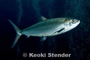 Chanos chanos, milkfish english, sabalote spanish author(s)/editor(s): Milkfish, Awa, Chanos chanos