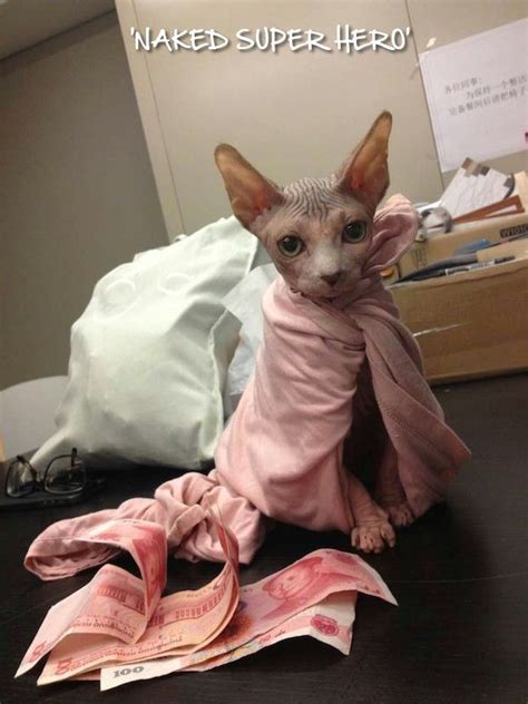 For sphynx kittens and younger cats. Admin's Soup of the Day! 5.27.15 http://sphynxlair.com ...