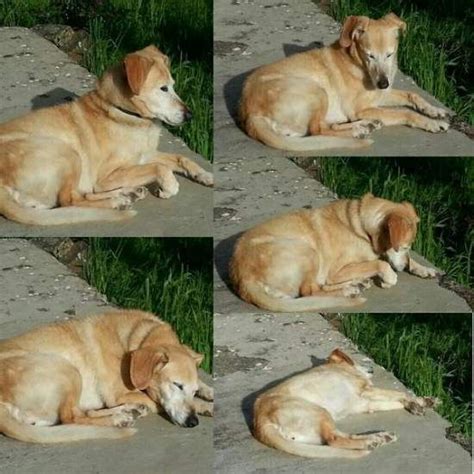 E incluso existe el día de el perro es el primer animal de compañía domesticado por el ser humano y ha estado presente en la vida de muchas civilizaciones, por lo que al convivir con. Sin raza pero con mucha clase (VII) - 20minutos.es | Día ...