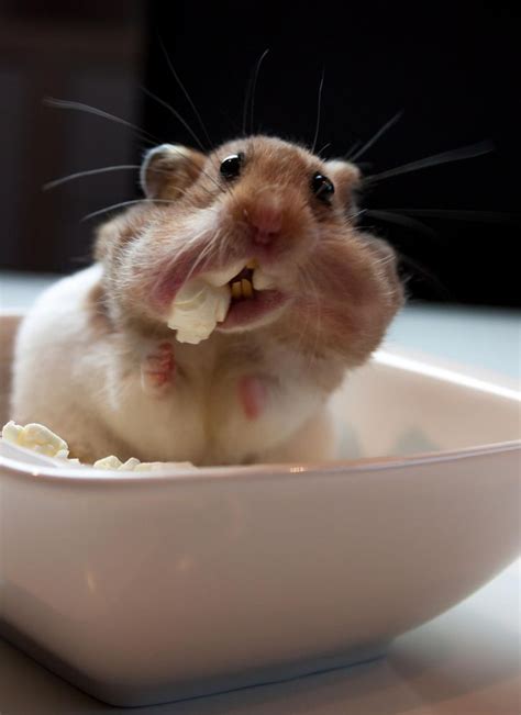 Check out these funny hamster memes. Popcorn Madness by Stephan Wetzelsberger on 500px | Funny ...