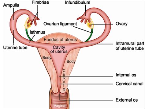 The most common gynecologic cancer in the united states is cancer of the uterus (endometrial cancer) ‡ the pelvis refers to the lowest part of the torso, the area below the abdomen and between the hip bones. Female Reproductive System Drawing at GetDrawings | Free ...