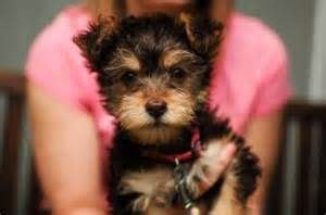 Find the perfect boston terrier puppy for sale in michigan, mi at puppyfind.com. Yorkie Poo Teacup - Pets Lovers