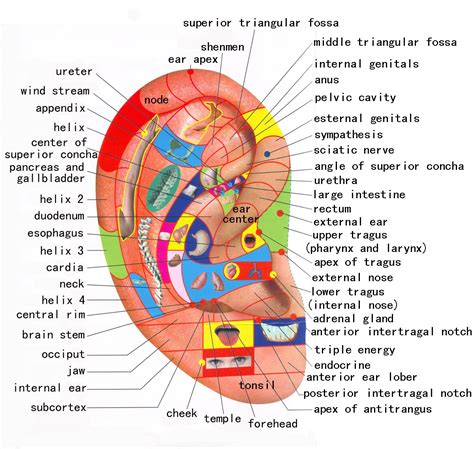 Reflexology, massage therapy, and other forms of touch are just one factor among many that influences patients' perception and expectation of their there is a social element of reflexology that many cultures worldwide embrace. - Heavenly Healing Mobile Massage: Reflexology Basics