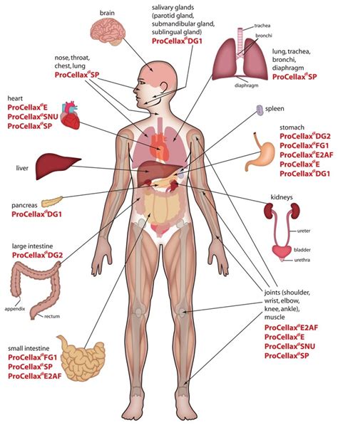 Instead of freehand drawing the body, create a simple grid of lines and make horizontal lines that are spaced. Free Human Body Organs, Download Free Clip Art, Free Clip Art on Clipart Library