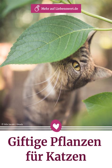 Wann lilien blühen, richtet sich nach der lilienart, ihrem standort und der pflege, meist zwischen juni und august. Giftige Pflanzen für Katzen: Wann Vorsicht geboten ist ...