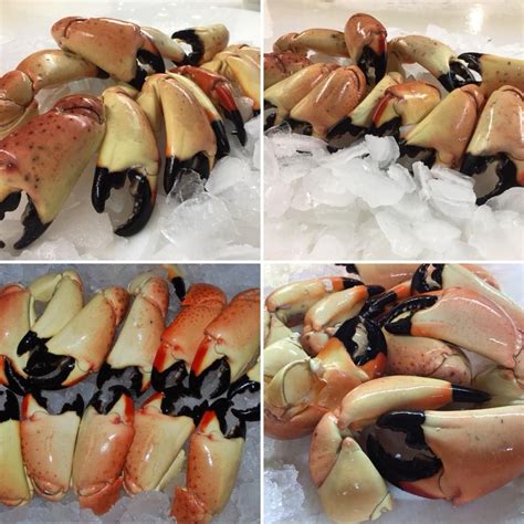 Once you get your hands on the claws, you have many ways to cook them up. Order Florida Key West Stone Crab Claws for your home ...