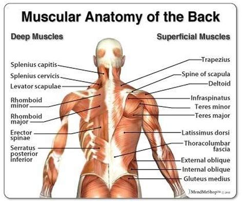 The intrinsic or deep muscles are large triangular superficial human back muscle that looks like a trapezoid and spans across the upper fibers of trapezius can raise and rotate the scapula during the arm. Pictures Of Back Muscles