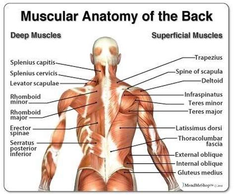 Being aware of the different muscles of the body and their exact location, helps you make your workout more effective and targeted. Pictures Of Back Muscles