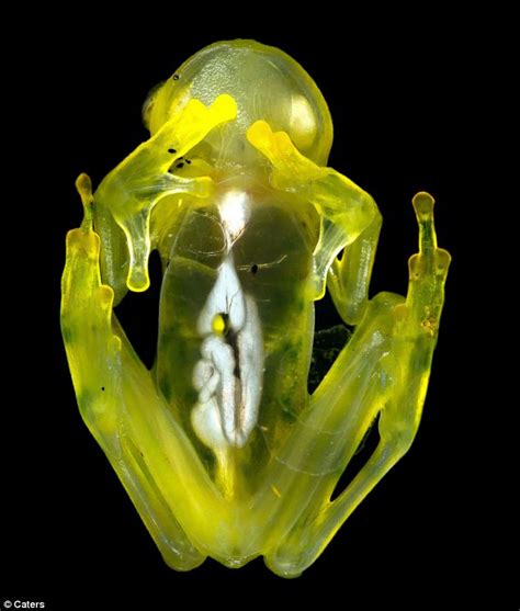 Glass glass bottle glass cloth tree frog frog highball glass beer glass. Amazing Animals Pictures: Seeing through the Glass Frog ...