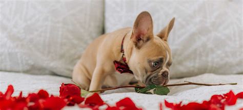 Сухой корм royal canin french bulldog 30 для щенков. Where To Buy A French Bulldog Puppy