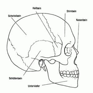 Skull anatomy coloring pages free 2 h human anatomy chart. Skull Coloring Pages Anatomy | ColoringMe.com