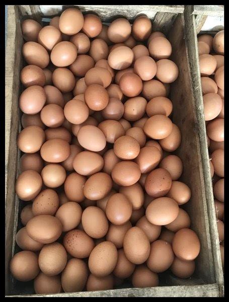 Info harga telur dapat membantu anda menentukan harga jual telur yang anda miliki. Harga Telur Ayam 1 Peti