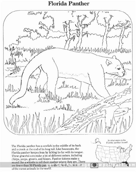 These animals usually are notable in the official animals of the state of florida are represented in this design. florida panther coloring pages | Florida Panther - public ...