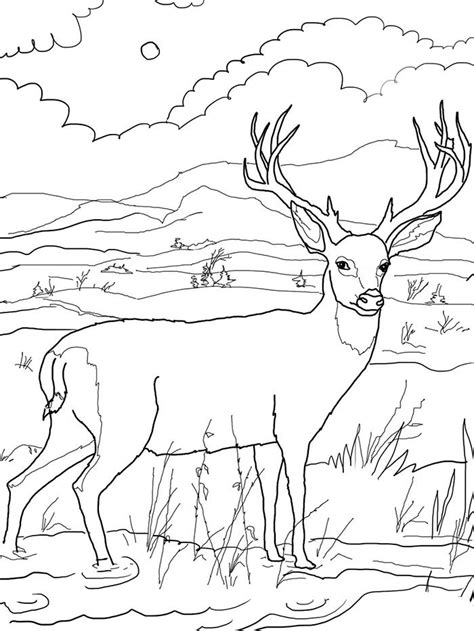 Teaching kids through elephant coloring pages. 45+ Deer Templates - Animal Templates | Free & Premium ...